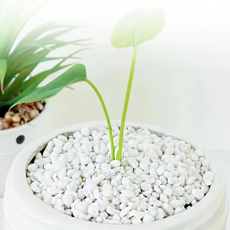 Pet Beds - 1L 고품질 펄라이트 즙이 많은 난초