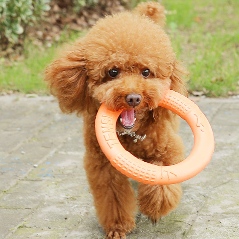 반려동물 플라잉 디스크 훈련 링 풀러, EVA 인터랙티 - Flying Disc Dog Training Toy 리뷰 및 가격