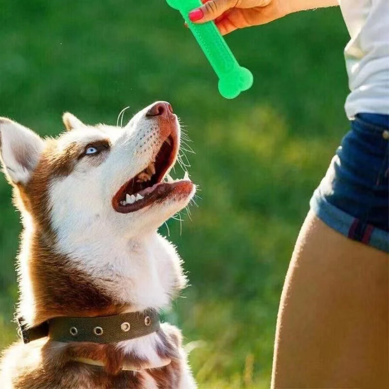 강아지용 초강력 뼈 모양 장난감, 공격적인 씹는 습관을 - Teeth Cleaning Dog Chew Bone 리뷰 및 가격