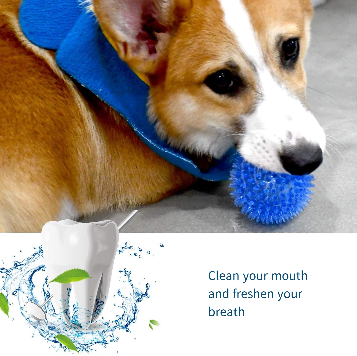 개 장난감 소리 장난감 탄력 공 애완 동물 장난감 폴카 - Suction Cup Dog Tug Toy 리뷰 및 가격