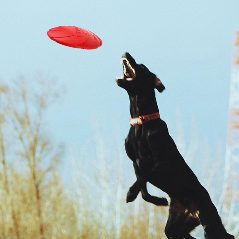고무 애완 동물 강아지 비행 디스크 접시 장난감 작은  - Flying Disc Dog Training Toy 리뷰 및 가격