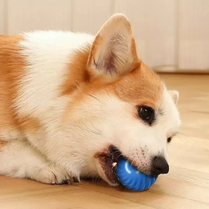 자동 이동 강아지 장난감 공 USB 충전식 스마트 바운 - Automatic Moving Dog Ball 리뷰 및 가격