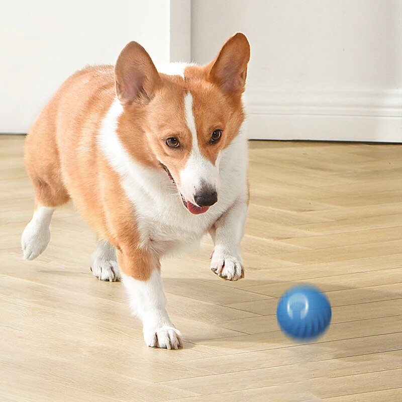 지능형 중력 점프 볼 충전식 물기 방지 롤링 볼, 고양 - Suction Cup Dog Tug Toy 리뷰 및 가격