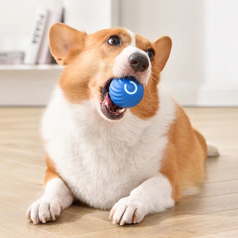 지능형 중력 점프 볼 충전식 물기 방지 롤링 볼, 고양 - Suction Cup Dog Tug Toy 리뷰 및 가격