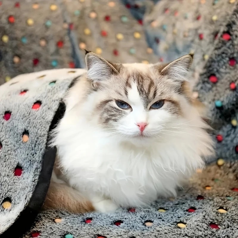 3PCS 부드럽고 폭신한 애완동물 담요 귀여운 도트 무 - Pet Beds 리뷰 및 가격